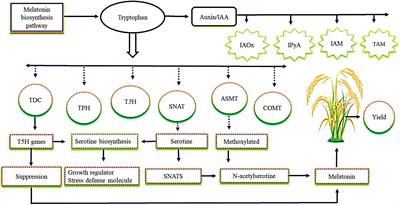 The role of melatonin in plant growth and metabolism, and its interplay with nitric oxide and auxin in plants under different types of abiotic stress